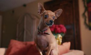 دانلود فیلم سگ ها در خانه