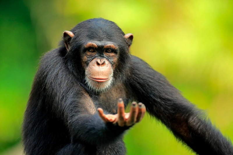 همه چیز درباره شامپانزه ها