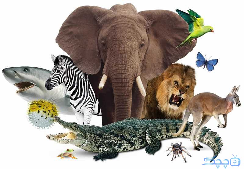 شگفتی‌ها و جذابیت‌های حیوانات: تنوع، رفتار، حفظ و اکوسیستم‌ ها