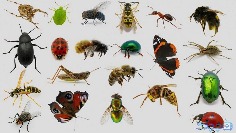 نقش مهم حشرات در تغذیه انسان‌ها