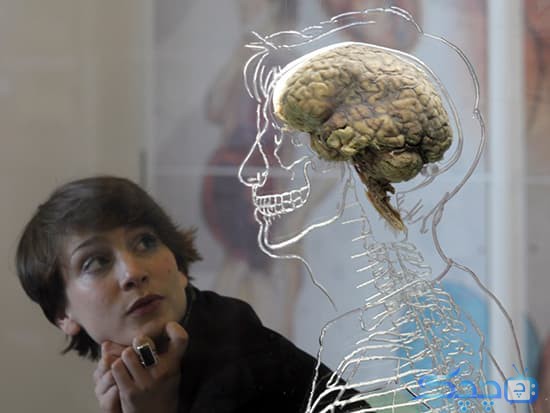 مغز انسان: از عجایب علمی تا رمزهای ناشناخته