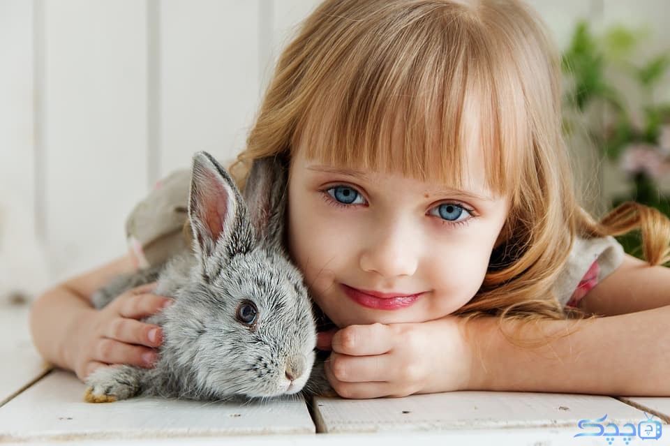 آیا خرگوش را می‌توان آموزش داد؟ راهنمایی جامع در ارتباط با آموزش حیوانات خانگی ✔️