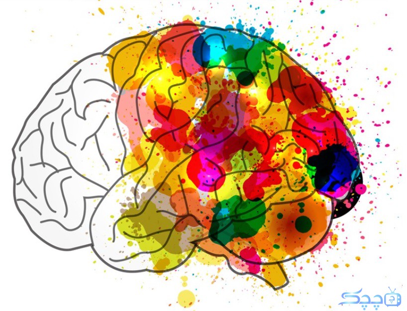 مغز انسان: سازمانی پیچیده و جهانی در داخل مغز