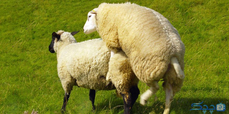 تولید مثل گوسفندان در طول سال چگونه است ؟