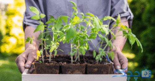 کاشت نشاء، روش آسان برای پرورش گیاهان