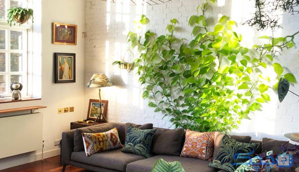 برای تصفیه هوای منزل از چه گیاهانی در خانه قرار دهیم؟