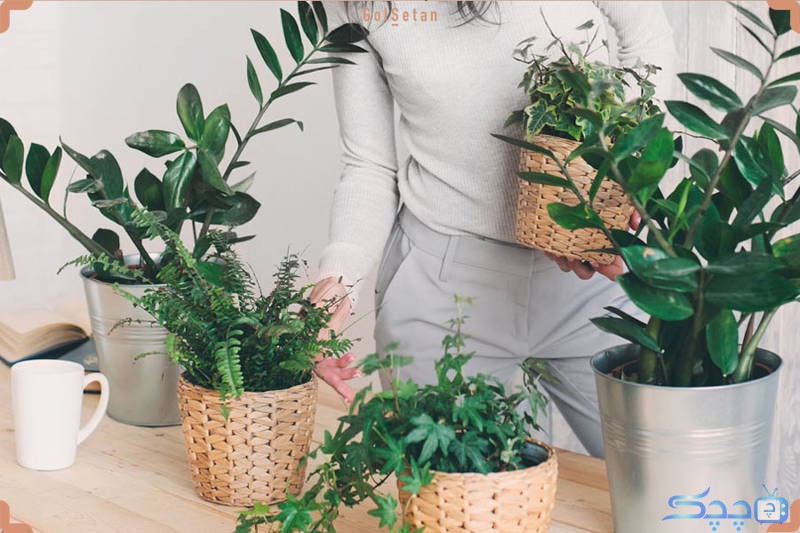 teaching-how-to-arrange-plants-at-home