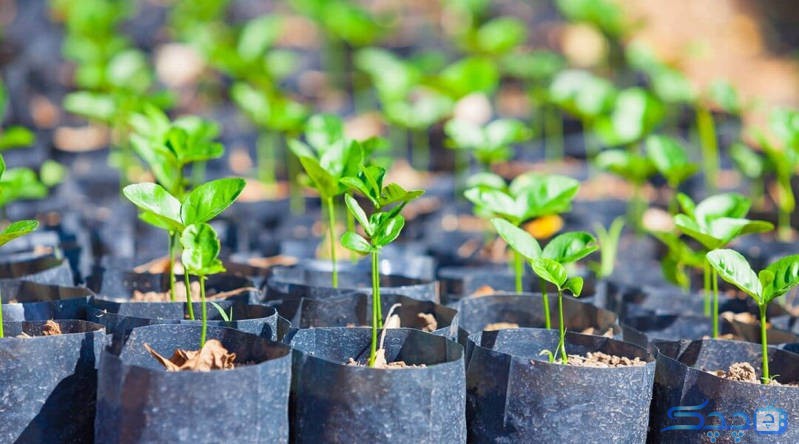 how-to-price-and-buy-different-seedlings